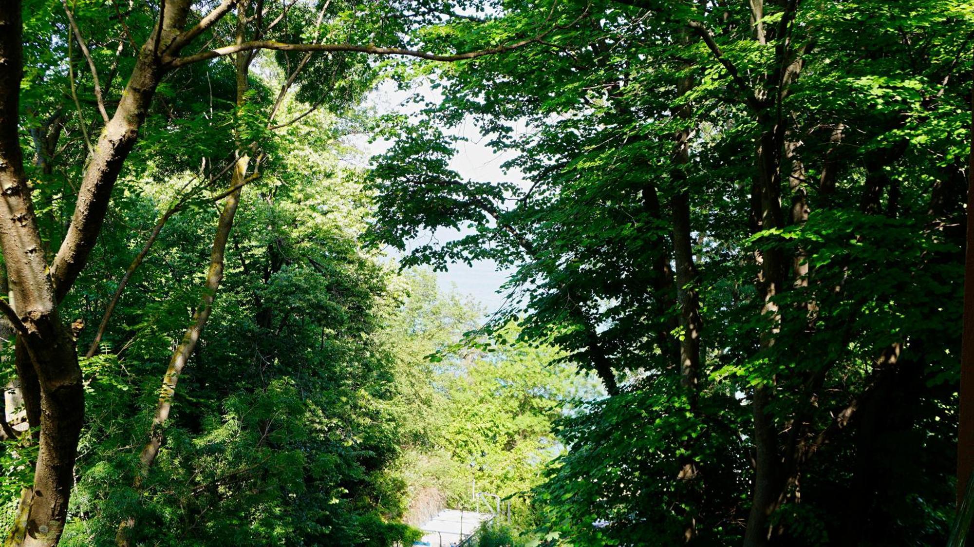Бяла Клиф Форест - Byala Cliff Forest Ngoại thất bức ảnh